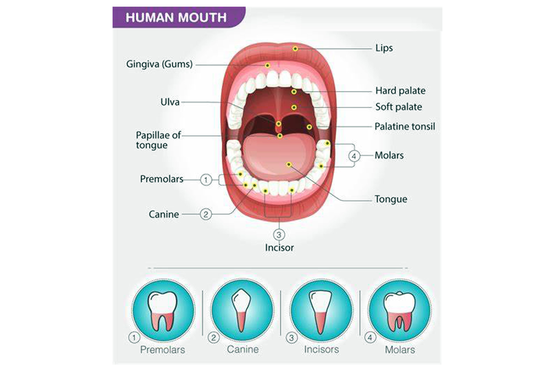 Soft-Palate